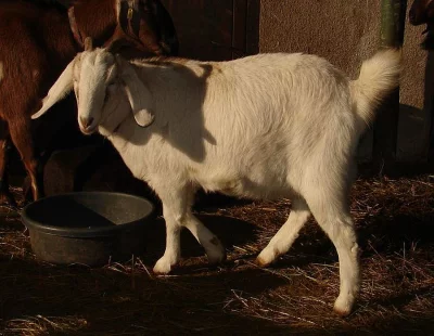 Prodám roční anglonubijskou kozu -  Vločka 75% AN