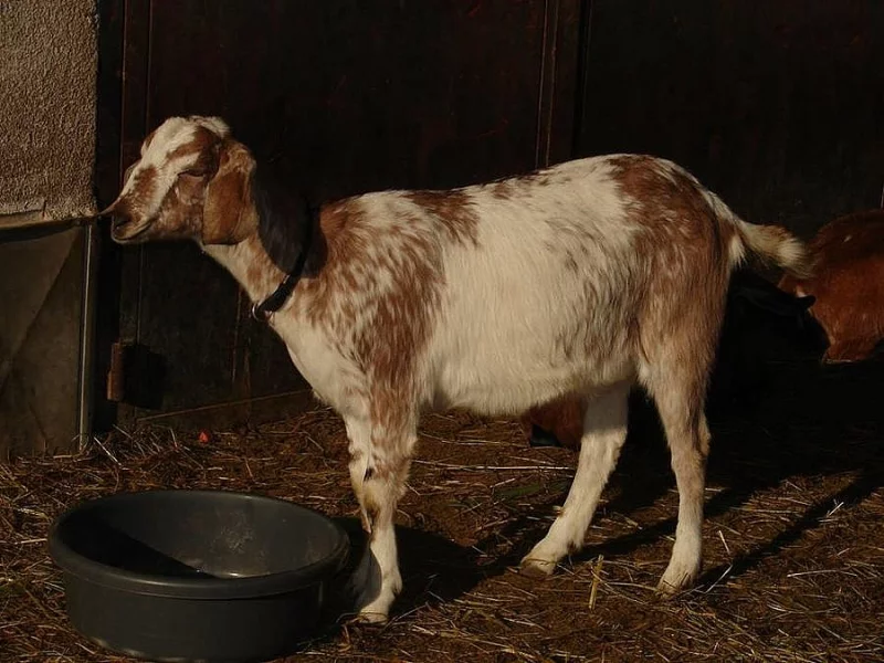 Prodám téměř roční anglonubijskou kozu FIFI- 75 % AN