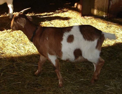 Prodám roční anglonubijskou kozu -  Žofka -  75% AN