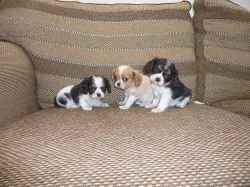 Kavalír King Charles španěl na prodej s PP