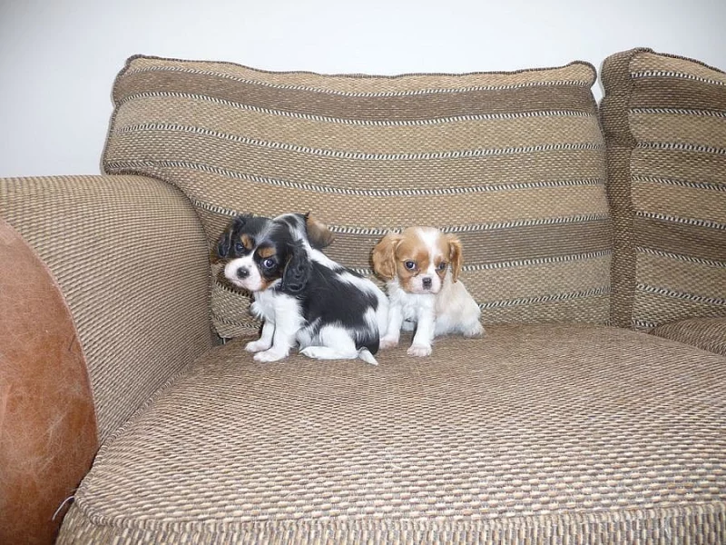 Kavalír King Charles španěl na prodej s PP