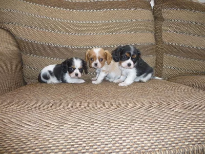 Kavalír King Charles španěl na prodej s PP