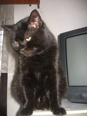 Kocour Míša hledá domov