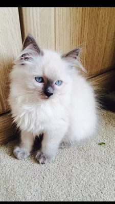 3-měsíčního ragdoll koťata s PP
