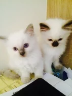 3-měsíčního ragdoll koťata s PP