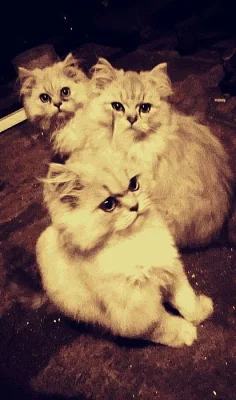 perské koťata jsou k dispozici s pp