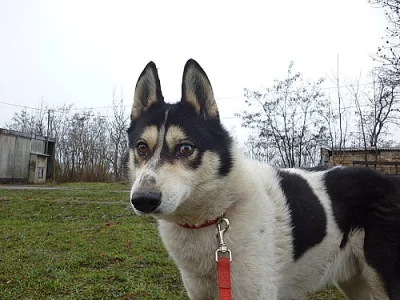 Klidný HUSKY Rang