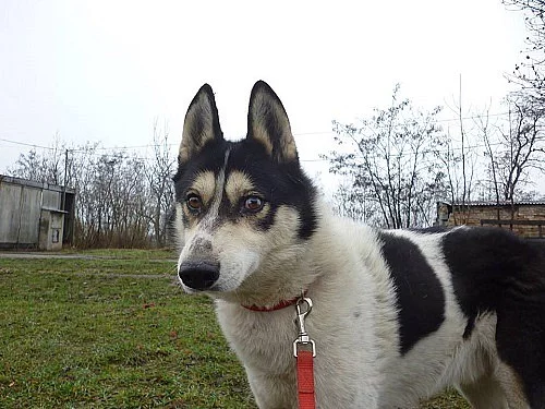 Klidný HUSKY Rang