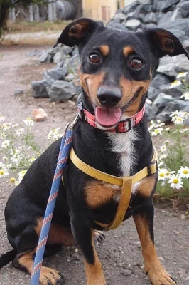 REXÍK - kříženec pinče, aktivní pejsek k domku