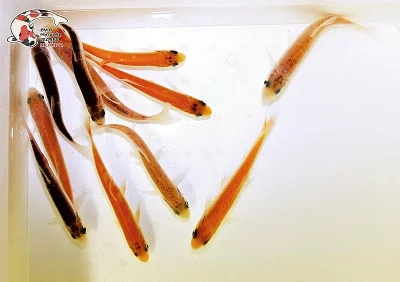 NABÍZÍM OKRASNÉ RYBY A JESETERY