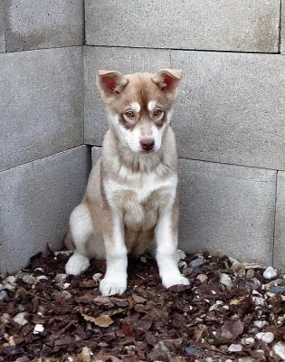 Štěňata Husky bez PP