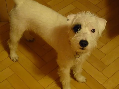 Pes - Parson Russel teriér