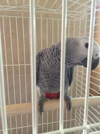 papoušek šedý Gabonu vysokou ruku.