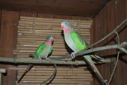 Papoušek královský