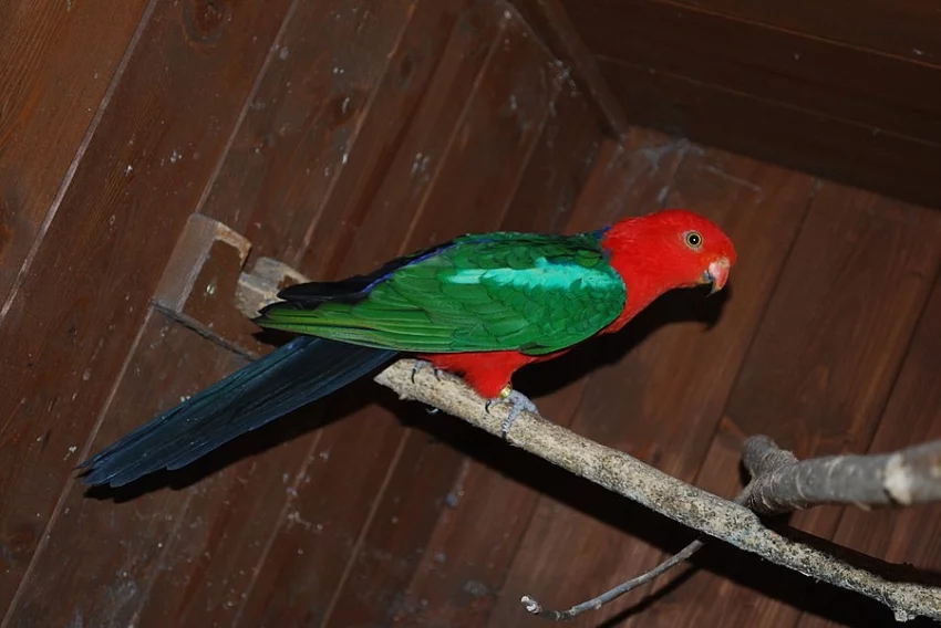 Papoušek královský