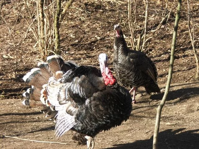 Násadová vejce kachen, krůt a slepic