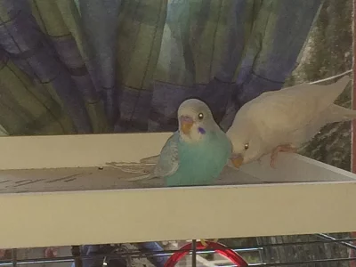 Ručně dokrmené Andulky