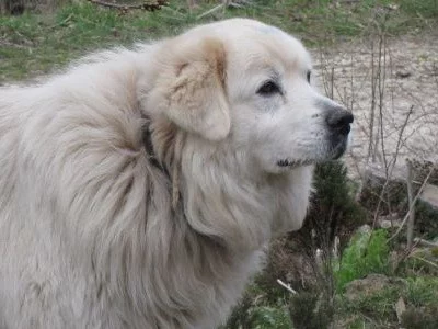 Slovenský čuvač s PP