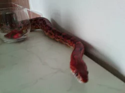 Prodám samce užovky červené+terária
