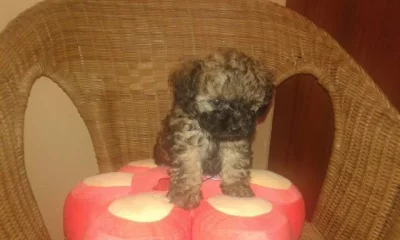 Boloňský psík barevný s PP/Ruská bar. bolonka