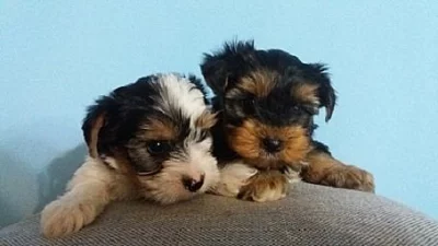 Jorkšírský teriér