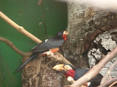 Šáma Bělořitná a Vousák Senegalský