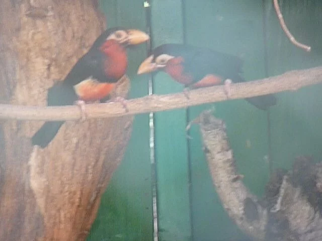 Šáma Bělořitná a Vousák Senegalský