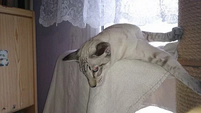 Nádherný siamský kocourek s pp.