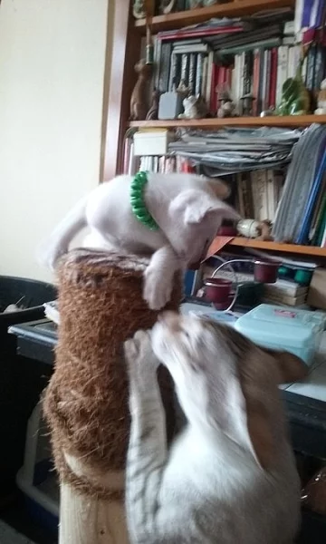 Siamská koťata s pp.