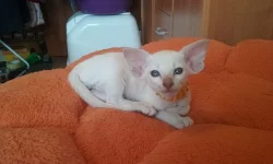 Siamská koťata s pp.