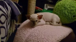 Siamská koťata s pp.