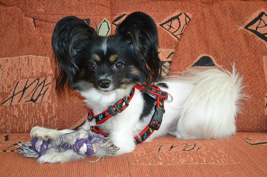 Papillon