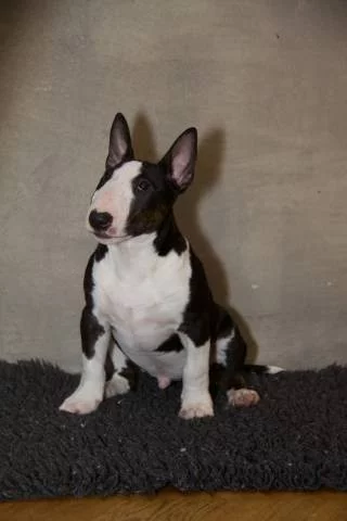 Miniaturní bullterier