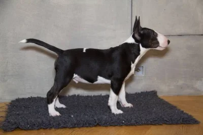 Miniaturní bullterier