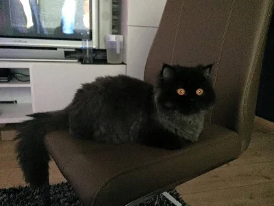 Kocourek Perské činčily ke krytí