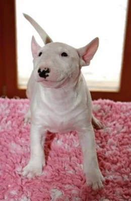 Miniaturní bullterier