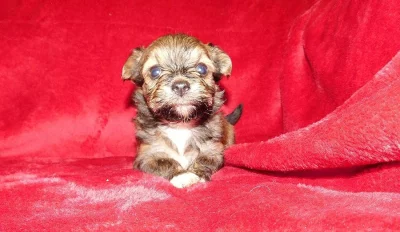 Havanský psík, štěně s PP