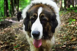 Pyrenejský mastin s PP