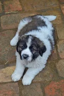 Pyrenejský mastin s PP