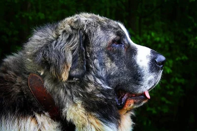 Pyrenejský mastin s PP