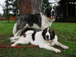 Pyrenejský mastin s PP