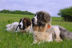 Pyrenejský mastin s PP