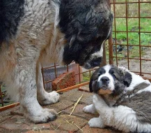 Pyrenejský mastin s PP