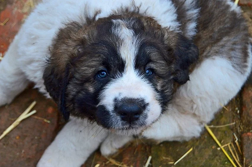 Pyrenejský mastin s PP
