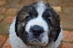 Pyrenejský mastin s PP