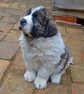 Pyrenejský mastin s PP