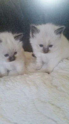 Zadám ragdoll koťata s pp