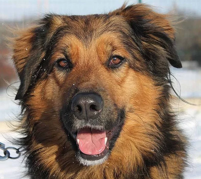 Hravý Euro hledá nový domov