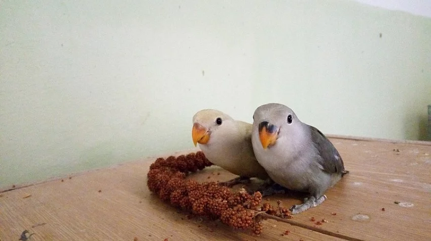 Agapornis růžohrdlý