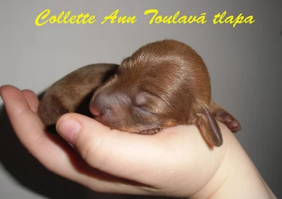 Jezevčík hrubosrstý trpasličí s PP